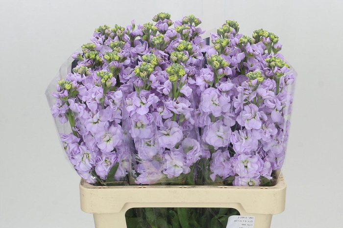 <h4>Matthiola Iron Marine</h4>