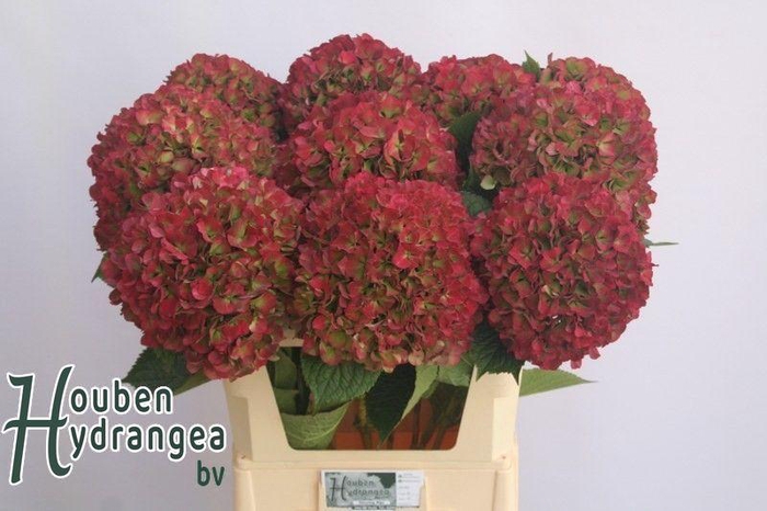 <h4>HYDR M GLOW ALPS CL</h4>