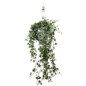 Hedera helix Eva - hang/XXL