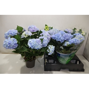 Hydr M Ankong Blauw