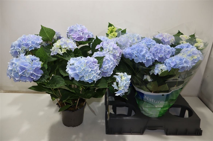 <h4>Hydr M Ankong Blauw</h4>