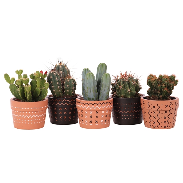 <h4>Cactus mix 10,5 cm in Adrinka sierpot</h4>