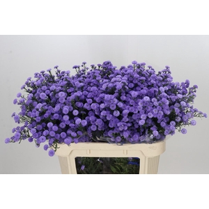 Aster Baby Blue