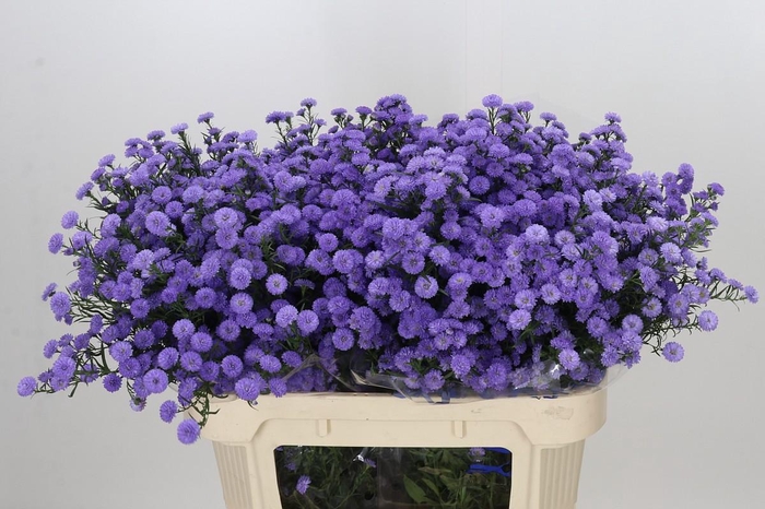 <h4>Aster Baby Blue</h4>