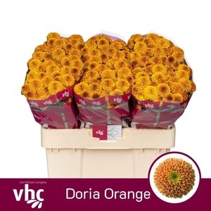 CHR SAN AAA DORIA OR