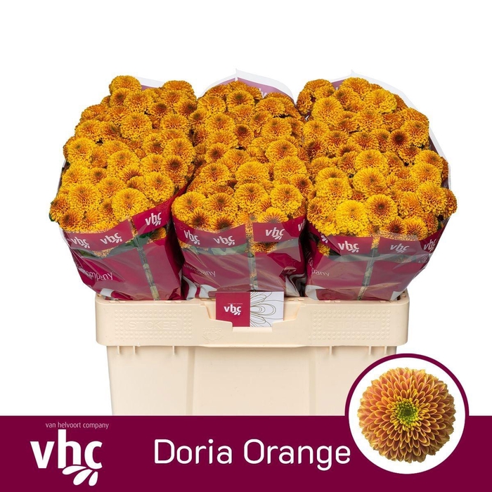 <h4>CHR SAN AAA DORIA OR</h4>