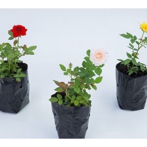 ROSEIRA MINI SAQ 10