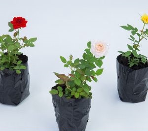<h4>ROSEIRA MINI SAQ 10</h4>
