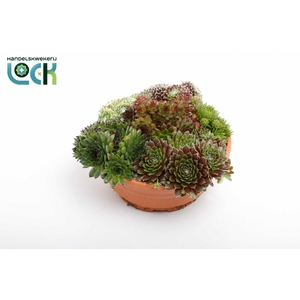Sempervivum schaal
