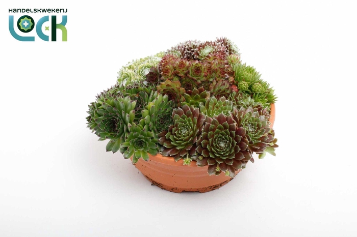 <h4>Sempervivum schaal</h4>