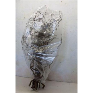 Coryl Av Contorta 120cm