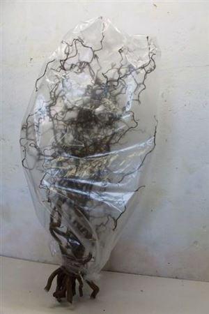 <h4>Coryl Av Contorta 120cm</h4>