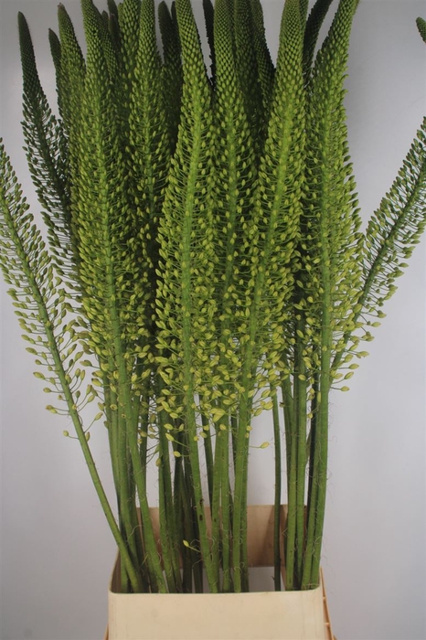 <h4>Eremurus White Beauty</h4>