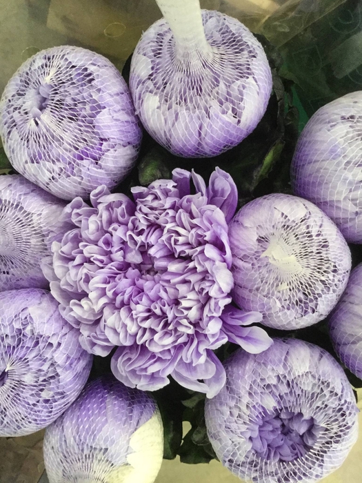 <h4>CHR E GEF PP MIX</h4>