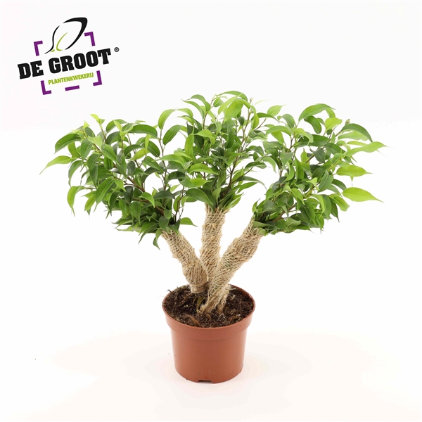 <h4>Ficus Crazy Tree</h4>