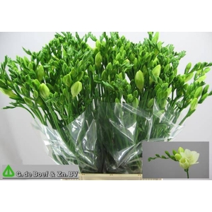 FR EN WHITE SERENADE