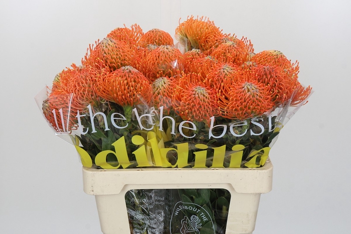 <h4>Nutans Ayoba Orange</h4>