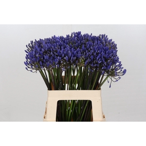 Agapanthus EYFORI Blue