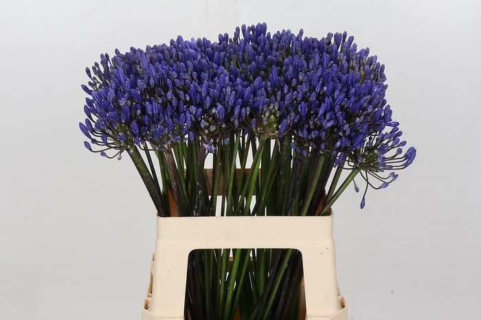 <h4>Agapanthus Eyfori Blue</h4>