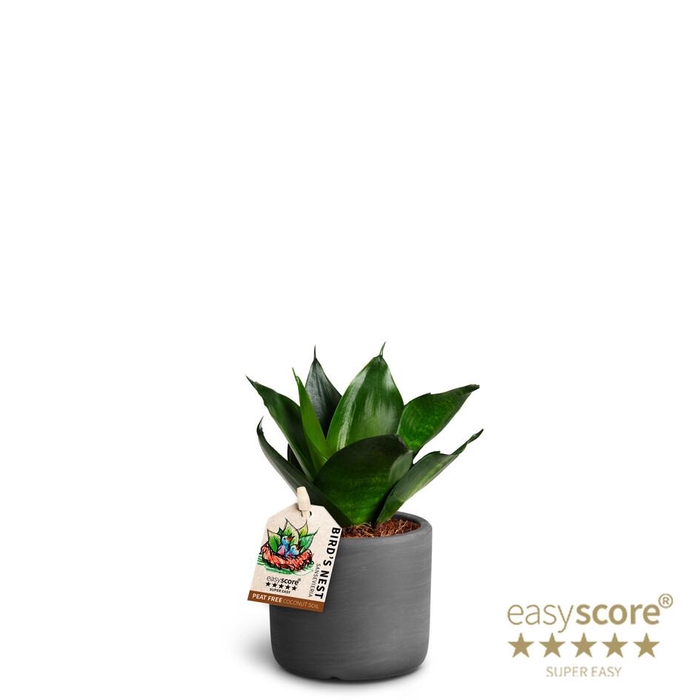 <h4>SANSEVIERIA TRIFASCIATA</h4>