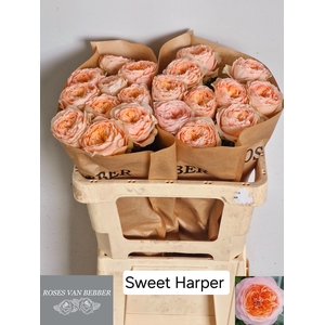 R GR SWEET HARPER!