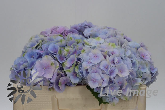 <h4>Hydrangea verena blue</h4>