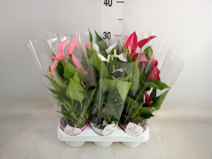 <h4>Anthurium   ...mix</h4>