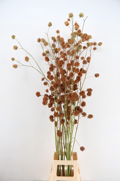 <h4>GLYCYRRH YUNNANEN ZD 150CM 8+</h4>
