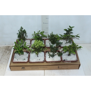BONSAI JUNIOR VASO PLASTICO 1.1L