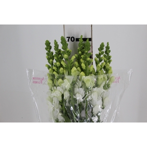 BOCA DE LEAO MONACO WHITE 080 CM