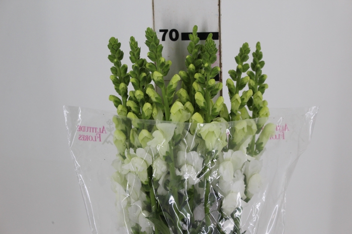<h4>BOCA DE LEAO MONACO WHITE 080 CM</h4>
