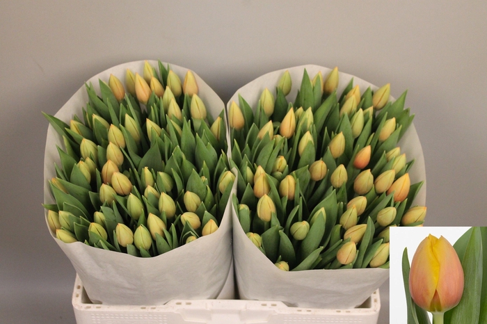 <h4>TU EN MARIT</h4>