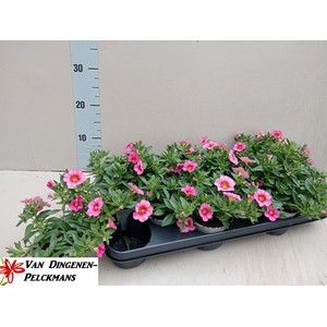 CALIB CA PEACH