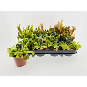 VLEESETENDE PLANTEN
