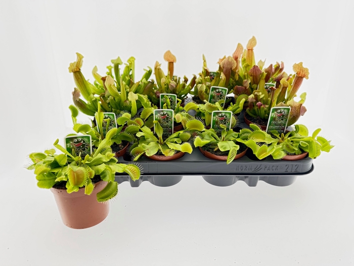 <h4>VLEESETENDE PLANTEN</h4>