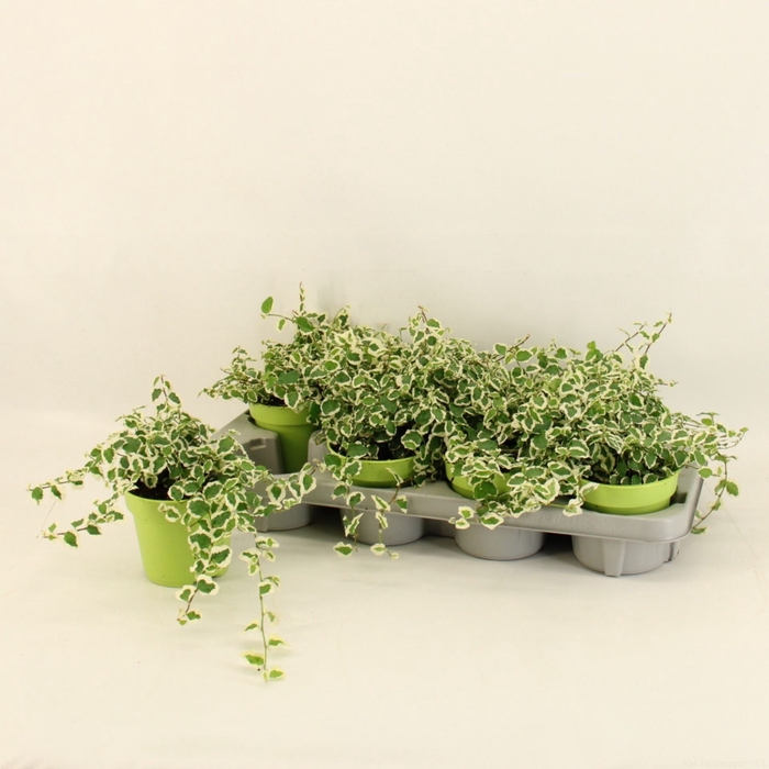<h4>Ficus Belle Sunny</h4>