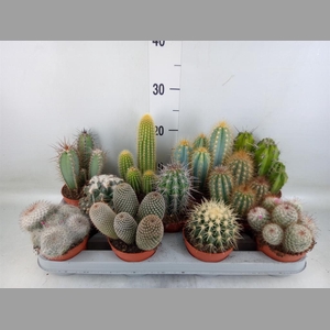 Cactus   ...mix