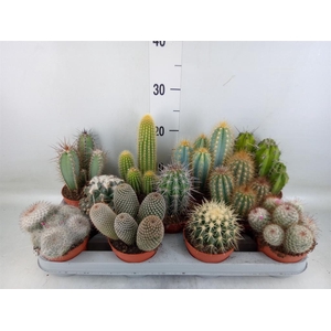 Cactus   ...mix