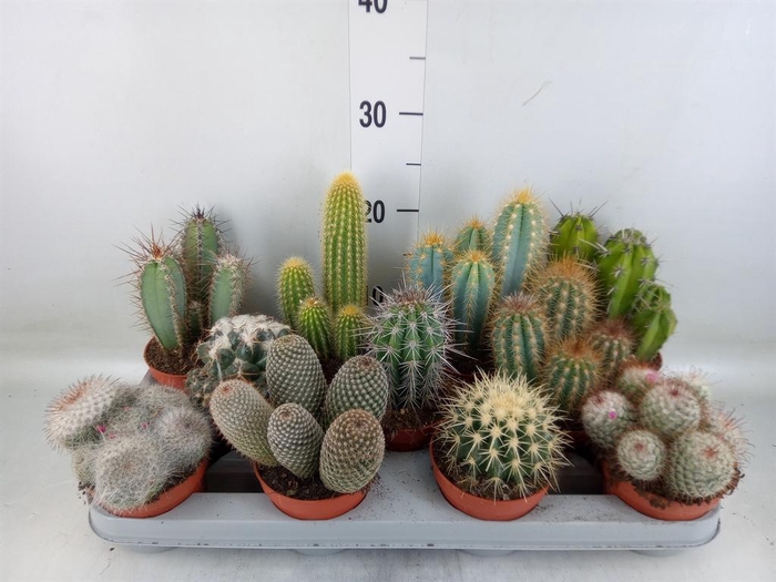 <h4>Cactus   ...mix</h4>