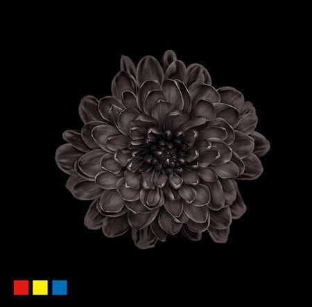 <h4>Chr T Altaj Black</h4>