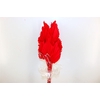 Dried Palm Spear 10pc Red Bunch