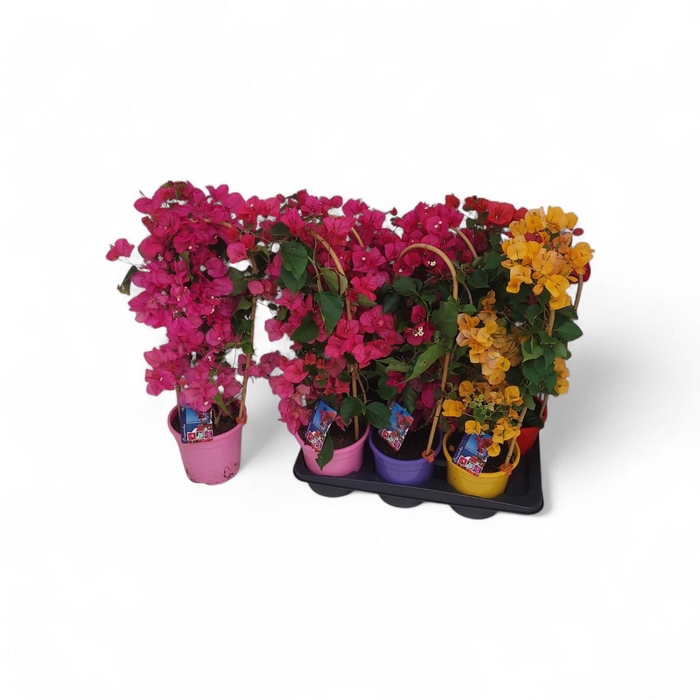 <h4>BOUGAINV DANIA</h4>