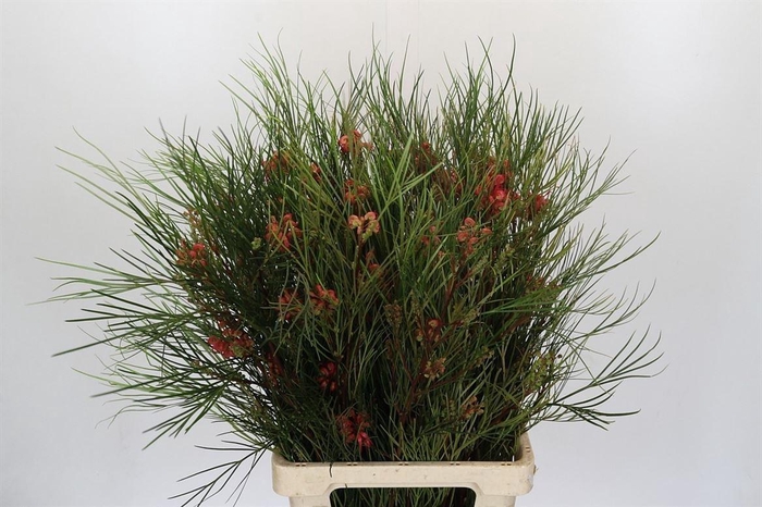 <h4>Grevillea Johnsonii</h4>