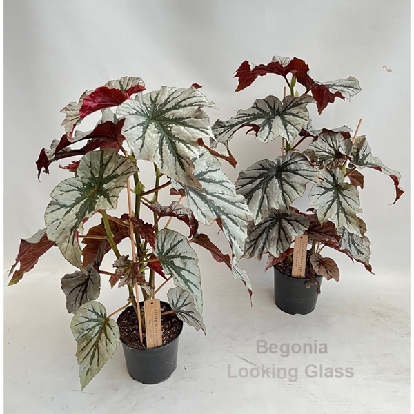 <h4>Begonia Looking Glass 14cm</h4>