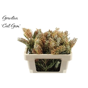 GREVI CAL GEM