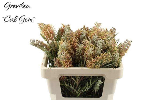 <h4>GREVI CAL GEM</h4>