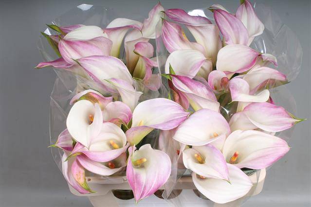 <h4>Zantedeschia call mario</h4>