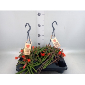 Cactus   ...hangingplants