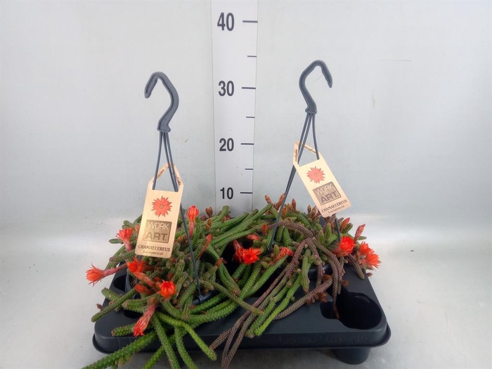 <h4>Cactus   ...hangingplants</h4>