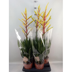 Tillandsia  'Luminosa'